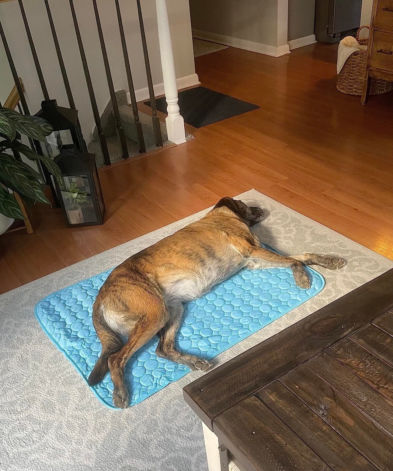 Manta Refrescante Premium para Mascotas